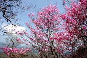 アケボノツツジ