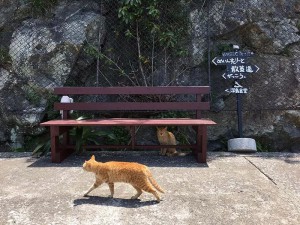 深島ねこ