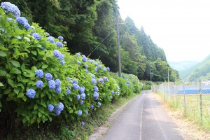 あじさいロード