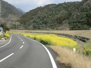 本匠三股地区 菜の花