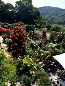 海の見えるバラ園