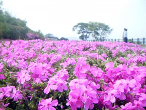 空の公園シバザクラ